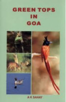 Green tops in Goa