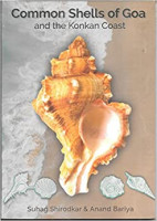 Common Shells of Goa and the Konkan Coast